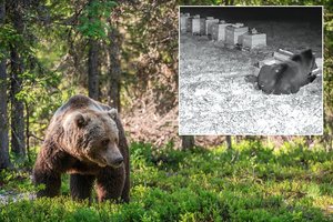 Ignalinos r. siautėjanti meška kelia galvos skausmą gyventojams: varto avilius, pjauna vištas