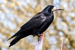 Šiuos paukščius mėgsta ne visi, tačiau įspėja – teks pakentėti: už šių sparnuočių trikdymą gresia bauda