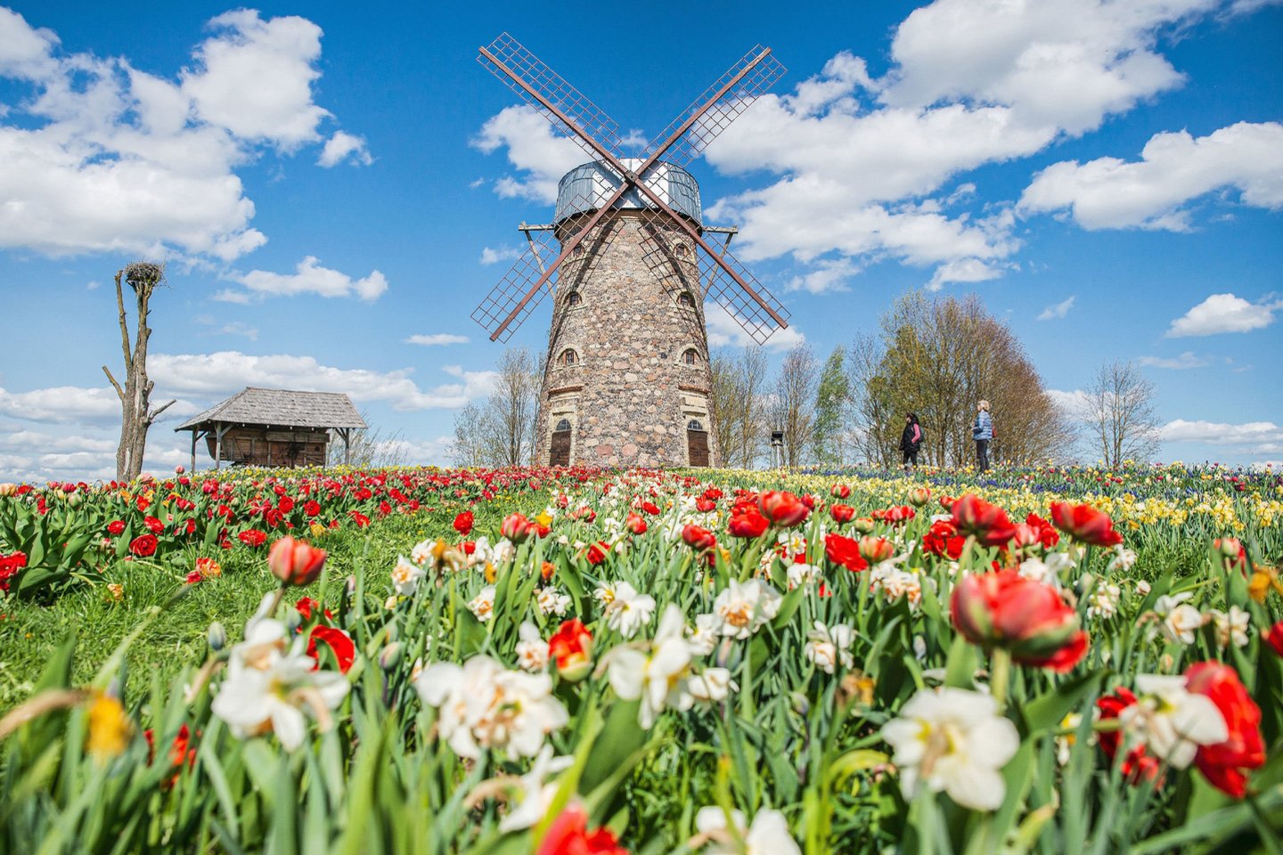 Pakruojo dvaro pavasario festivalis tęsis visą pavasarį – o su kiekviena diena čia žydės vis daugiau žiedų.