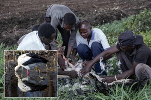 Iš bado žmonės medžioja gandrus: Ugandos gyventojų nebegąsdina net baudos
