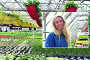 Užaugina milijonus gėlių, daigų atveža ir iš Nyderlandų: sako, kad šiame versle yra taisyklė, kurios būtina laikytis