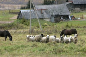 Telšių rajono ūkis – kaip iš siaubo filmo: kieme mėtėsi gaišenos, vyravo didžiulė netvarka