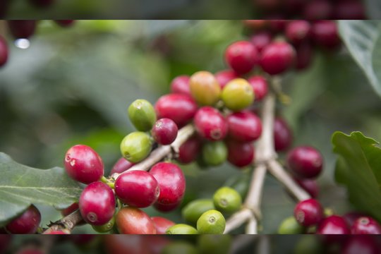 Tirpioji kava yra tikra kava: ekspertės siūlo geriau pažinti šį gėrimą