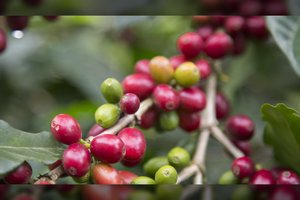 Tirpioji kava yra tikra kava: ekspertės siūlo geriau pažinti šį gėrimą