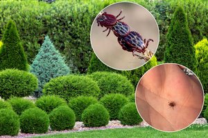 Erkės – ne tik miške, bet ir namų kieme: įvardijo, kokių augalų sode geriau vengti