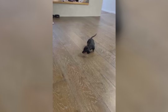 Nors ir mažas, bet labai piktas: pamatykite, kas sukėlė nepasitenkimą keturkojui