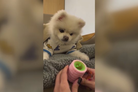 Naujas žaislas keturkojo nesužavėjo: sukėlė ne tik išgąstį