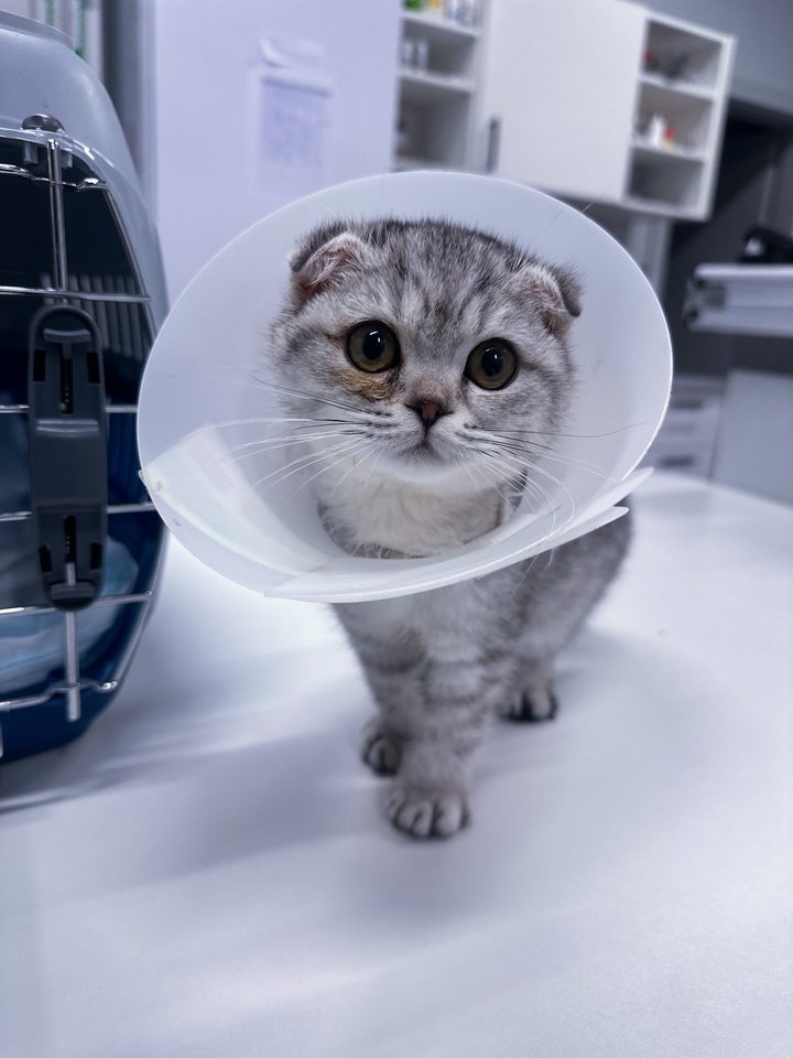 Skiepai yra vienas svarbiausių būdų apsaugoti jūsų augintinį nuo pavojingų ligų.