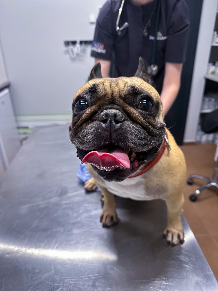 Skiepai yra vienas svarbiausių būdų apsaugoti jūsų augintinį nuo pavojingų ligų.