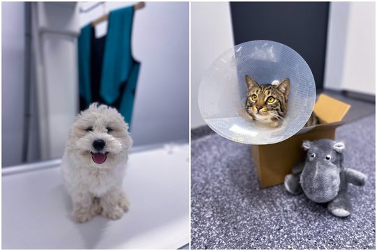 Kada būtina kreiptis į veterinarą?