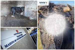 Pravėrus ūkio vartus, išvydo kraupų vaizdą: gyvuliai marinti badu, nuo galvos iki kojų aplipę mėšlu