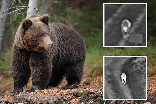 Tarsi pasiruošusi planą: į Lietuvą iš Baltarusijos atėjusi meška pasirinko gudrų kelią
