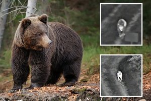 Tarsi pasiruošusi planą: į Lietuvą iš Baltarusijos atėjusi meška pasirinko gudrų kelią