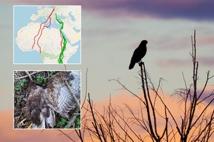 Įveikė tūkstančius kilometrų, o grįžę krito Lietuvoje: rastas ne vienas žuvęs plėšrūnas