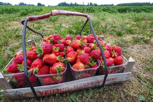 Pavasarį braškes tręškite šiuo trąšų mišiniu – jos atsakingos už uogų saldumą
