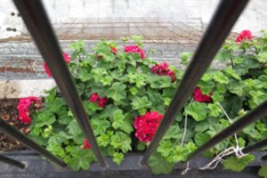 Pelargonijos žydės iki šalnų: jokių priežiūros paslapčių, tik keli elementarūs dalykai