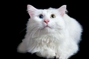 Kavinėje užfiksuota „liūdniausia pasaulyje katė“