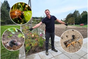 T. Gurskas jau ruošiasi vejos kenkėjų antplūdžiui: kurie būdai jam pasiteisino labiausiai