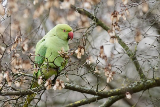 Medyje įstrigusi papūga keikė ją gelbėjusius ugniagesius: padėjo cigarečių pakelis