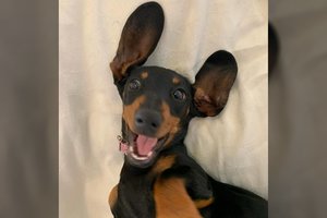 Neįtikėtina paieškų atomazga nuošalioje saloje: taksiukė išgyveno 529 dienas laukinėje gamtoje