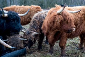 Sieks gerinti biosaugą Lietuvos ūkiuose: net viena klaida gali turėti rimtų padarinių