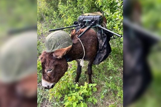 Rusijos „inovacija“ fronte prajuokino ukrainiečius: ką čia veikia šalmuoti asilai?