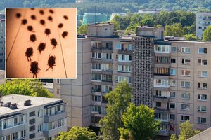 Vilnius apteko blakėmis: pavojingų ligų nešiotojų žaibiškai daugėja – atsikratyti jų ypač sunku