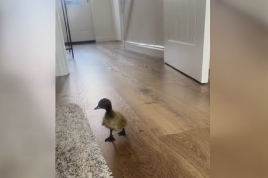 Neregėta ančiuko ištikimybė: nuo šeimininko – nė per žingsnį