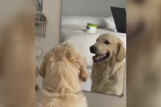 „Veidrodėli, veidrodėli“: keturkojis surengė tikrą mimikų šou