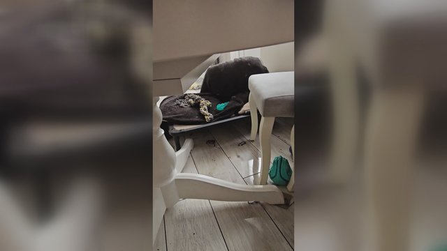 Pakliuvo į antklodės spąstus: prireikė net šeimininko pagalbos