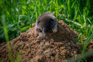  Visiems laikams išvarykite kirstukus iš savo sklypo: tai itin veiksmingas metodas
