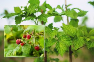 Jokiu būdu netręškite aviečių šiomis trąšomis: uogos bus mažos ir rūgščios