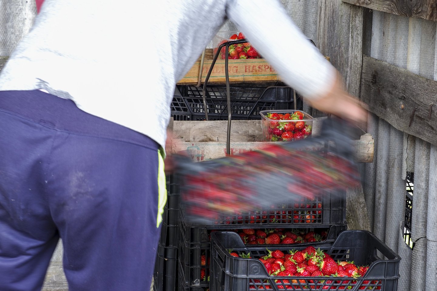 Braškės.<br>V.Ščiavinsko nuotr.