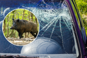 Susidūrimas su šernu atsiėjo 90 tūkst. eurų – paaiškino, kaip privalu elgtis partrenkus žvėrį