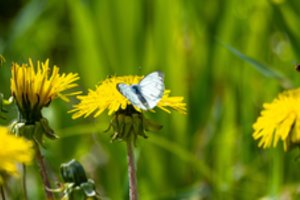 Kontakto su žiedadulkėmis vengimas – esminis šienligės kontroliavimo aspektas