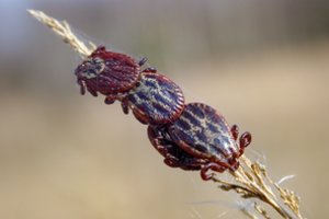 Ne tik miško pavojus: kaip erkės atsiduria jūsų rankinėje, ant šuns kailio ar net pirkinių maišelyje