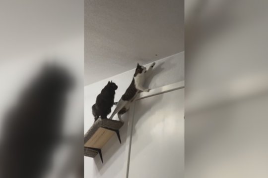 Bendras tikslas vienija: pamatykite įnirtingas katinų pastangas