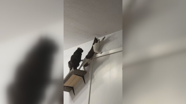 Bendras tikslas vienija: pamatykite įnirtingas katinų pastangas