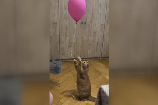 Iki pilnos laimės reikia tiek nedaug: pamatykite, kas keturkojui sukėlė džiaugsmą