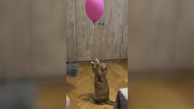 Iki pilnos laimės reikia tiek nedaug: pamatykite, kas keturkojui sukėlė džiaugsmą