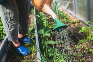 Šaknys pūva, vanduo stovi, derliaus nėra – ką darote blogai ir kaip tai ištaisyti?
