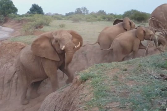 Ant uolos įstrigus drambliukui – pagalba visai šalia: pamatykite, kaip sekėsi mažyliui