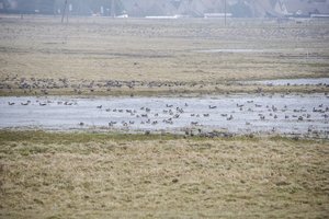 Įspėjo Vilniaus rajono gyventojus dėl gresiančių baudų – aptiko net 8 tūkst. pažeidimų