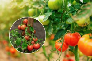 Pasodinkite jį šalia pomidorų ir pamatysite, ką gali šis augalas: tiesiog neįtikėtina