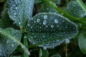 Sodininkai budrumo turėtų dar neprarasti: artimiausiu metu toliau kandžiosis smarkios šalnos