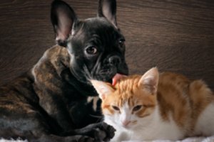 Mokslininkai įspėja: dėl šios priežasties augintiniai gali kentėti – ir tai yra mūsų kaltė