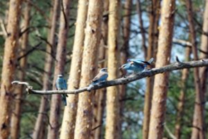 Į Lietuvą sugrįžo vieni gražiausių šalies paukščių