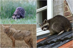 Šakalai, meškėnai, usūriniai šunys – ką į Lietuvą jau atstūmė klimato kaita?