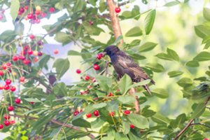 Kaip apsaugoti vyšnias ar trešnes nuo paukščių: išbandykite foliją