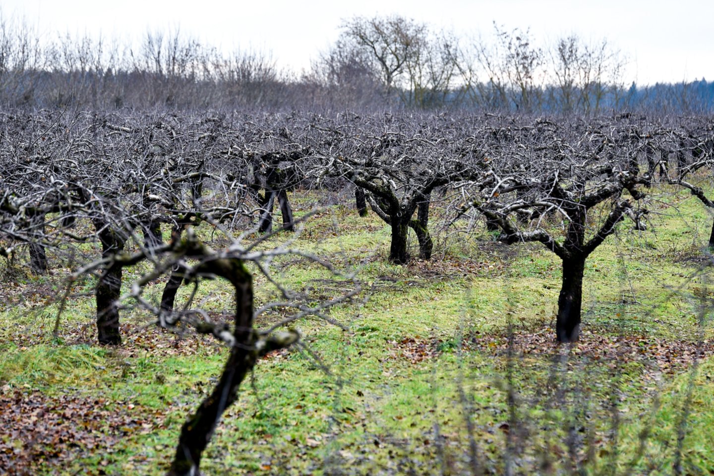 Ažuožerių sodai.<br>V.Ščiavinsko nuotr.